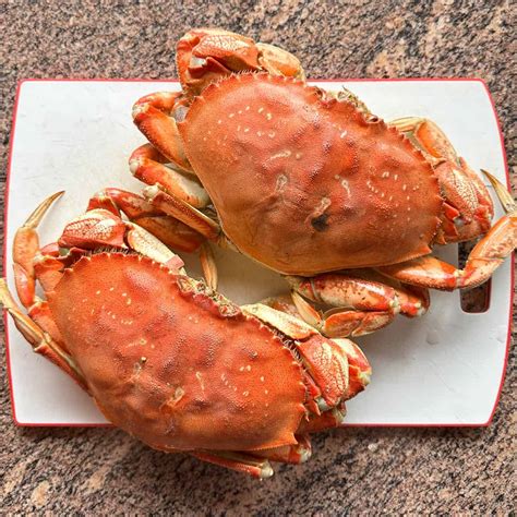 Dungeness Crab