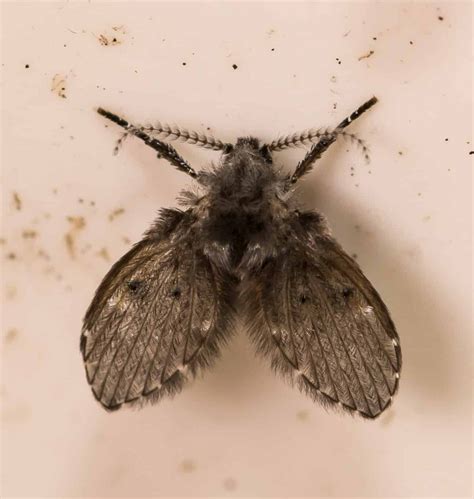 What Spray Kills Drain Flies at Harold Case blog