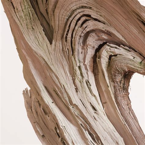 California Juniper No. 5 Bonsai Tree in Yamaaki Ceramic