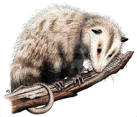 Possum Drawing at GetDrawings | Free download