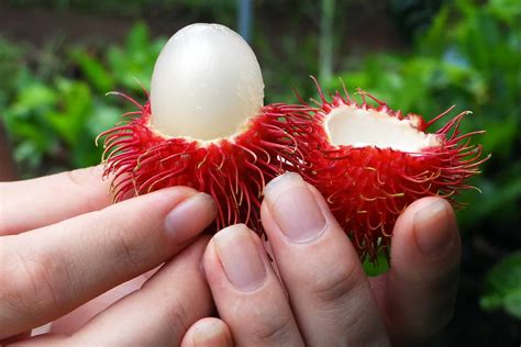 Costa Rican companies diversify exports to Chile : The Tico Times | Costa Rica News | Travel ... - exports of costa rica