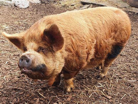 Kune kune pig - ZooChat