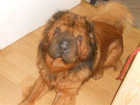 Bear Coat Shar Pei Dog