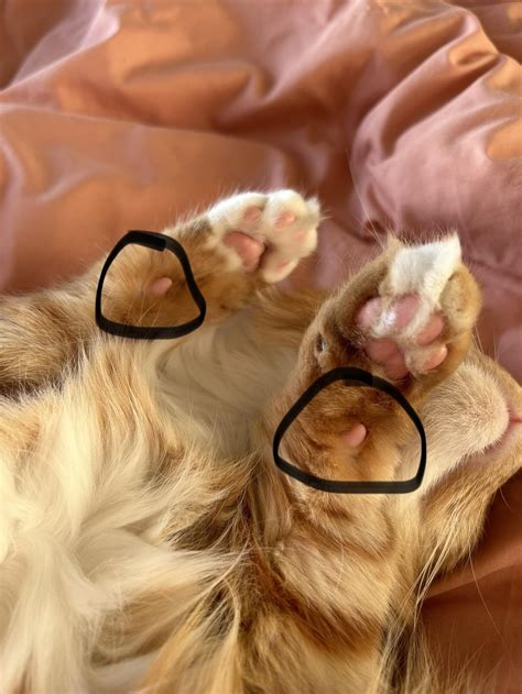 Can someone tell me what these things are? : r/cats