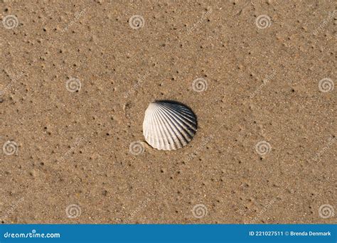 Seashell in Pawleys Island, South Carolina Stock Image - Image of ...