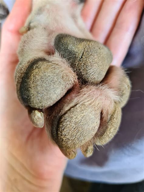 Growth On Dog Paw
