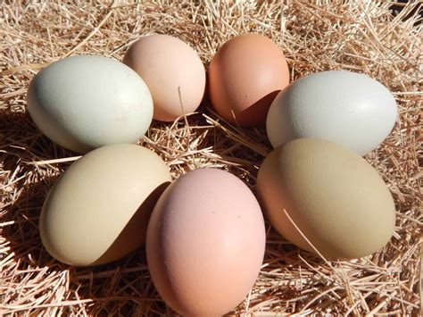 Australorp Chicken Egg Color