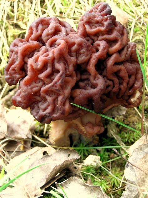Gyromitra esculenta – Wikipédia, a enciclopédia livre | Stuffed ...