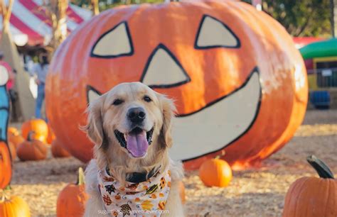 Visit A Southern California Dog Friendly Pumpkin Patch - Golden Woofs