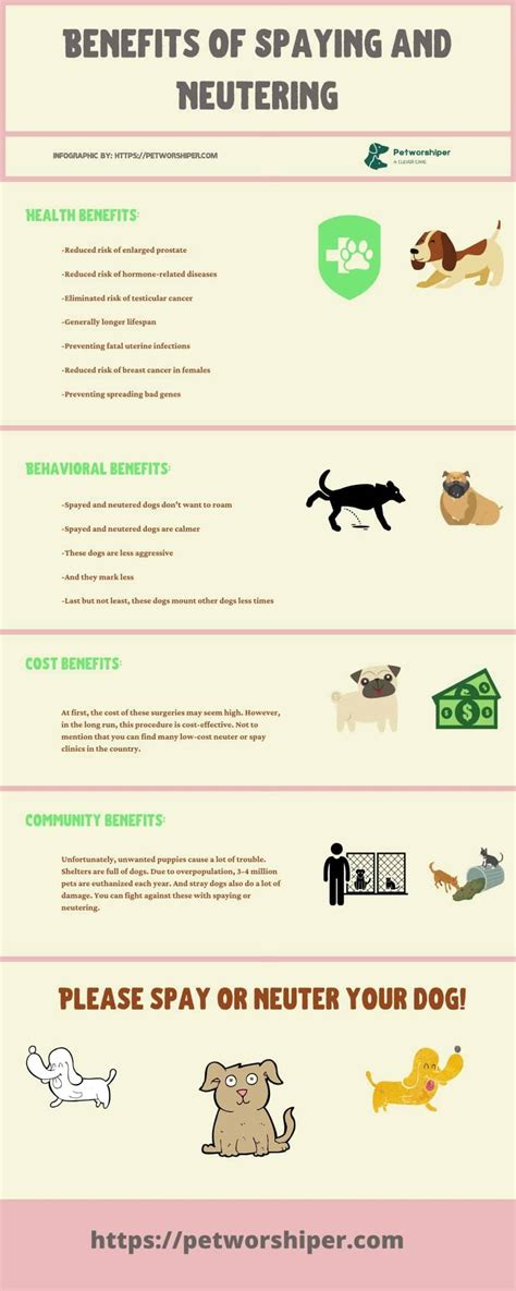 Everything about spaying and neutering - benefits, surgery and ...