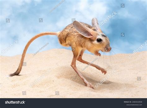 Long Eared Jerboa Spotlight On Mongolian Animals | Nature