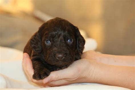 Boykin Spaniel Puppies - Boykin Spaniels and other Gun Dogs Available ...