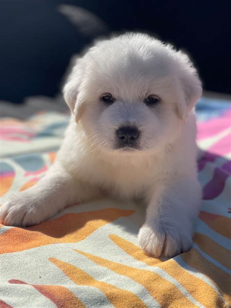 Great Pyrenees Puppies For Sale In Virginia