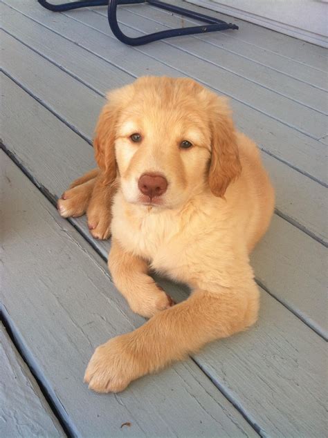 Golden Retriever Yellow Lab Puppies