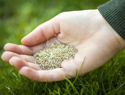 Why You Should Overseed Your Lawn in Fall