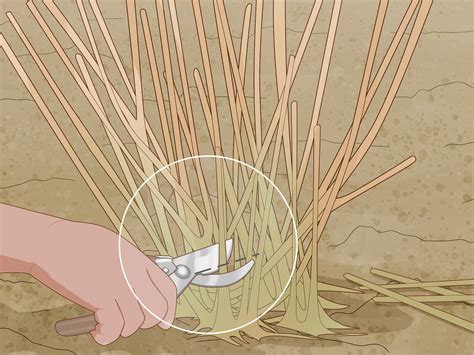 Pruning Limelight Hydrangea In Summer at Alfred Ma blog