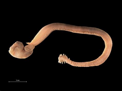 Hydrothermal Worm Normal View