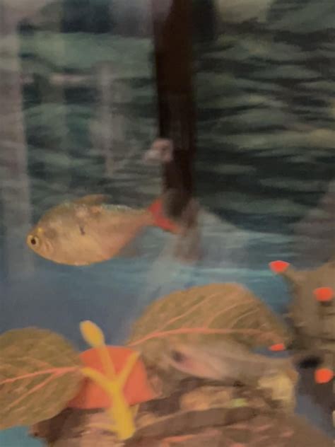 Do I have to euthanize this fish? : r/Aquariums