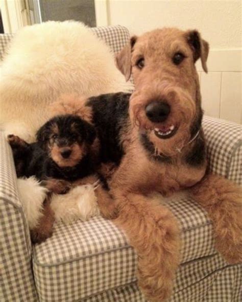 Pin by Didi Thomas on Airedales!!!! | Airedale terrier puppies ...