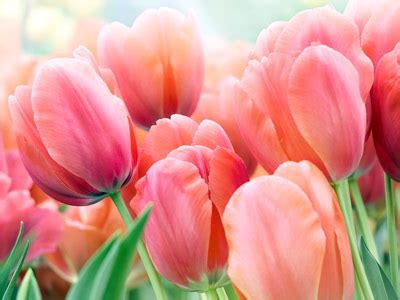 Bodkin Funeral Home | Milan, TN