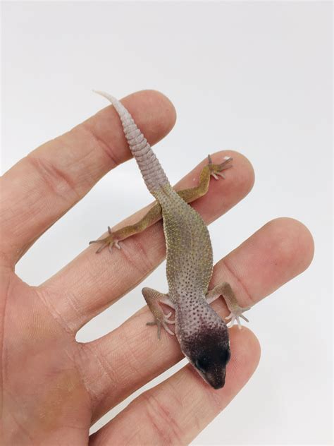 Blizzard - Leopard Gecko Traits - Morphpedia