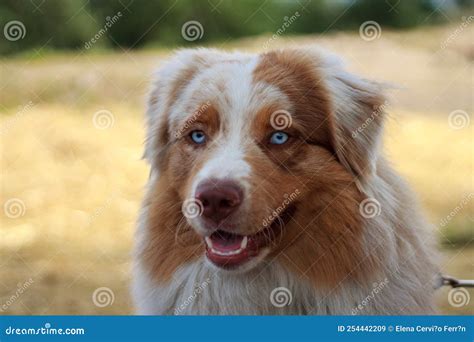 Red Australian Shepherd Puppies With Blue Eyes
