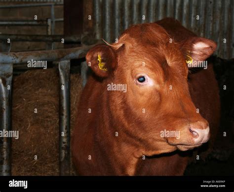 Red Angus Cow