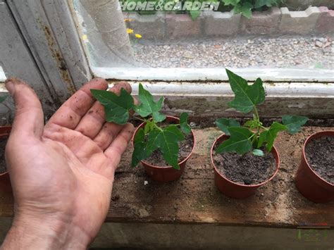 How To Grow Papaya From Seeds indoors