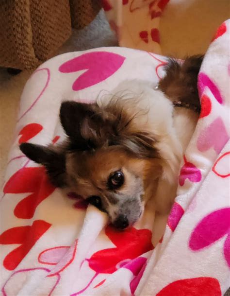 Revised Common Lectionary: ♡1 Samuel 16:1-13; Psalm 23; Ephesians 5:8 ...