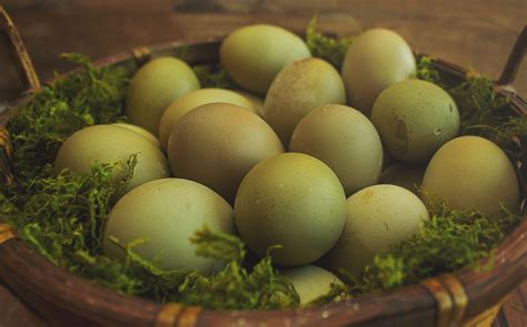 Olive Egger eggs ( 1st-3rd generation eggs) - Cackle Hatchery