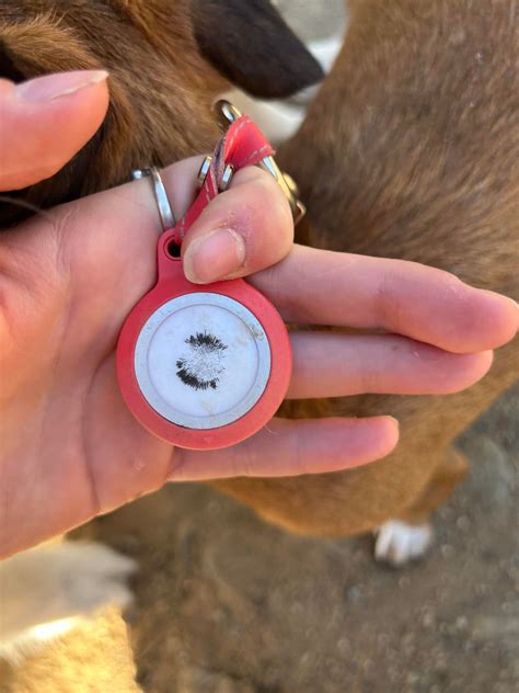 My dogs air tag picked up magnetic powder at the dog park : r ...