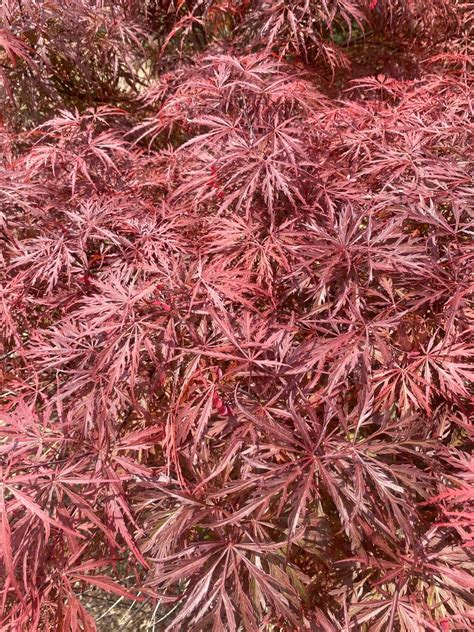 Weeping Dwarf Japanese Maples for Full Sun - Page 2 - Maple Ridge Nursery