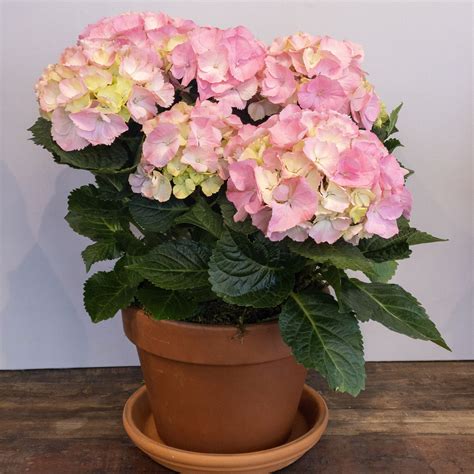 How Long Do Potted Hydrangea Flowers Last at Annie Geil blog