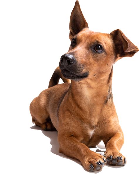 Small Dog With Brown Fur at Juliane Michaelis blog