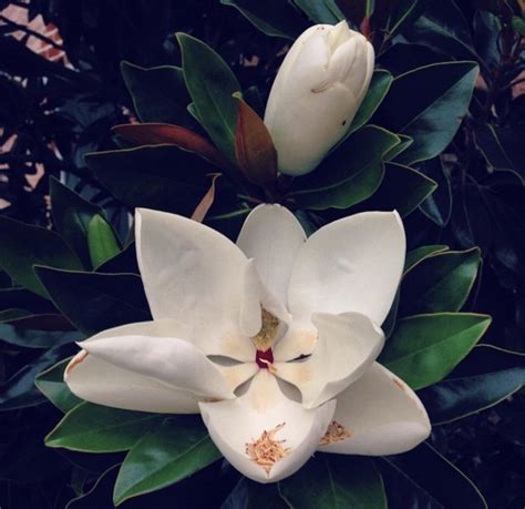 Mississippi has the most beautiful state flower - snapped this at the ...