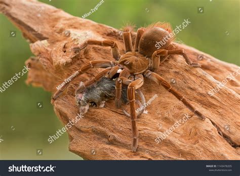 Goliath Birdeater Theraphosa Blondi Belongs Tarantula Stock Photo (Edit ...