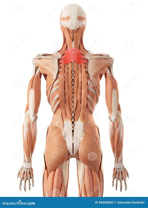 The Serratus Posterior Superior Stock Illustration - Illustration of ...