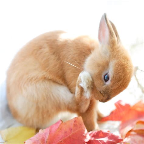 Are Rabbits Good Pets? A Comprehensive Guide, Pros and Cons