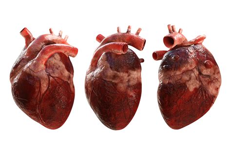 Real Human Heart Images