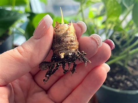 What Are Bulbs, Tubers, Rhizomes, and Corms - Explained