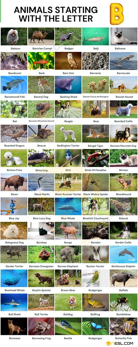100+ Animals that Start with B: Names, Facts and Pictures • 7ESL