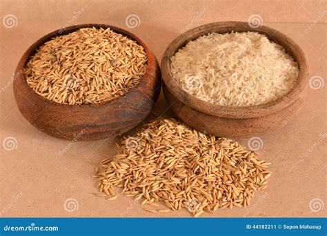 Paddy and rice stock image. Image of grained, shape, harvest - 44182211