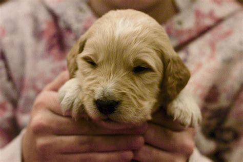 Top French Female Dog Names