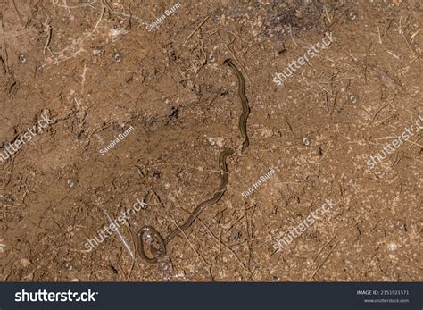 1,023 Earthworm Species Images, Stock Photos & Vectors | Shutterstock