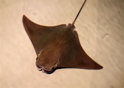 Cownose Stingray