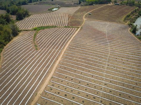 high angle view of agriculture , aerial view rows of crop fields top ...