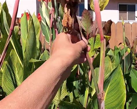 How To Care For Canna Lilies: A Step-By-Step Guide - Complete Gardening