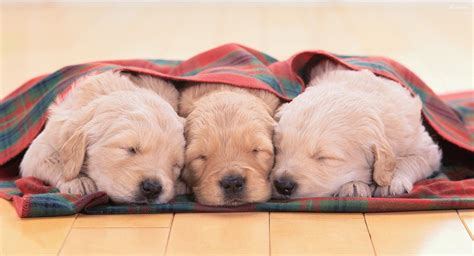 Puppy Sleeping Wallpapers - Top Free Puppy Sleeping Backgrounds ...