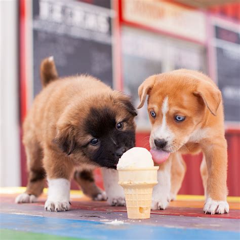 what to feed two month old puppy - In A Variety Of Styles & Colors