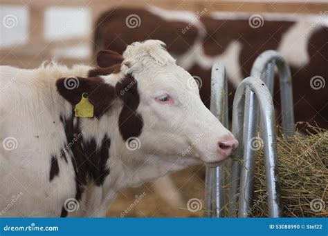 Holstein Friesian cattle stock photo. Image of farm, farming - 53088990